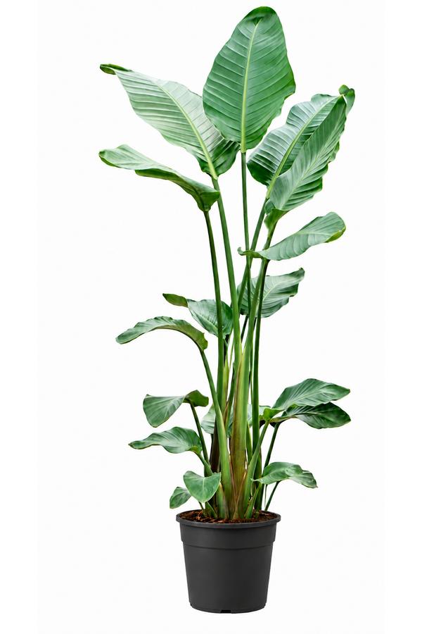 Strelitzia Nicolai L