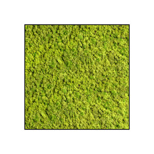 Quadratisches Moosbild Apricis