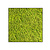 Moswens Quadratisches Moosbild Apricis