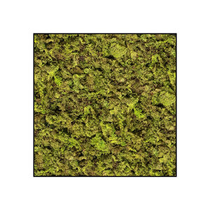 Quadratisches Moosbild ECO Apricis