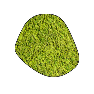 Moosdots Cinco Moosbild Apricis
