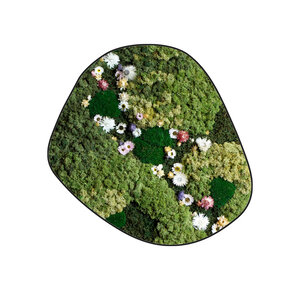 Moosdots Cinco Moosbild Flora