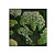 Moswens Quadratisches Moosbild Saar