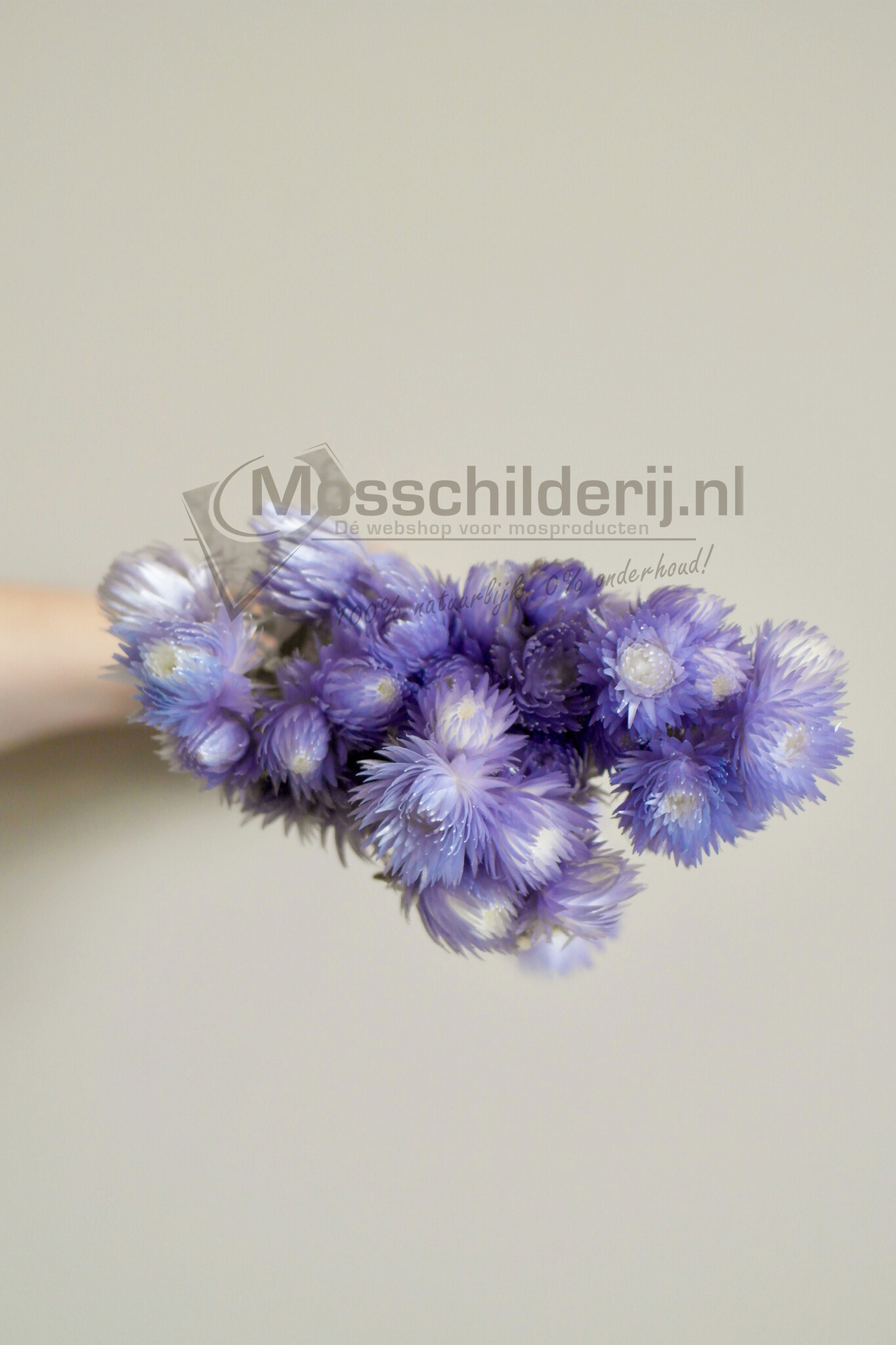 Trockenblumen Flieder