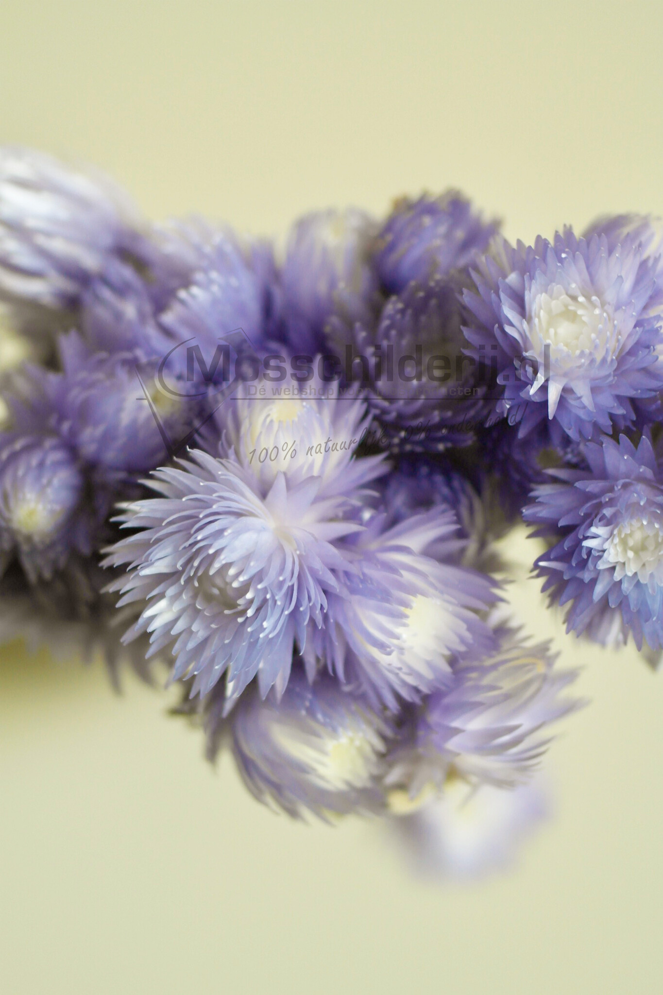Trockenblumen Flieder