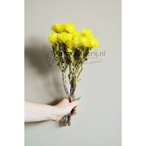 Trockenblumen gelb