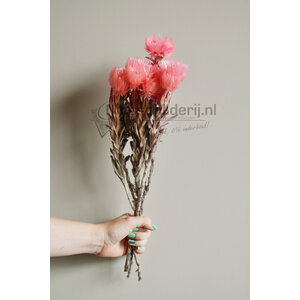 Trockenblumen Lachsfarbene