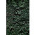 Moosprobe Rentiermoos Pine