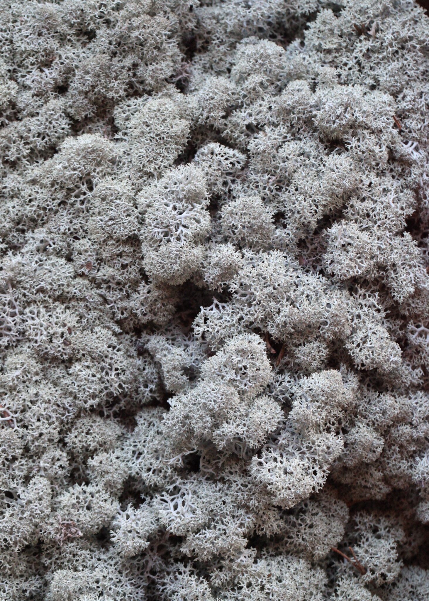 Moosprobe Rentiermoos Mousey