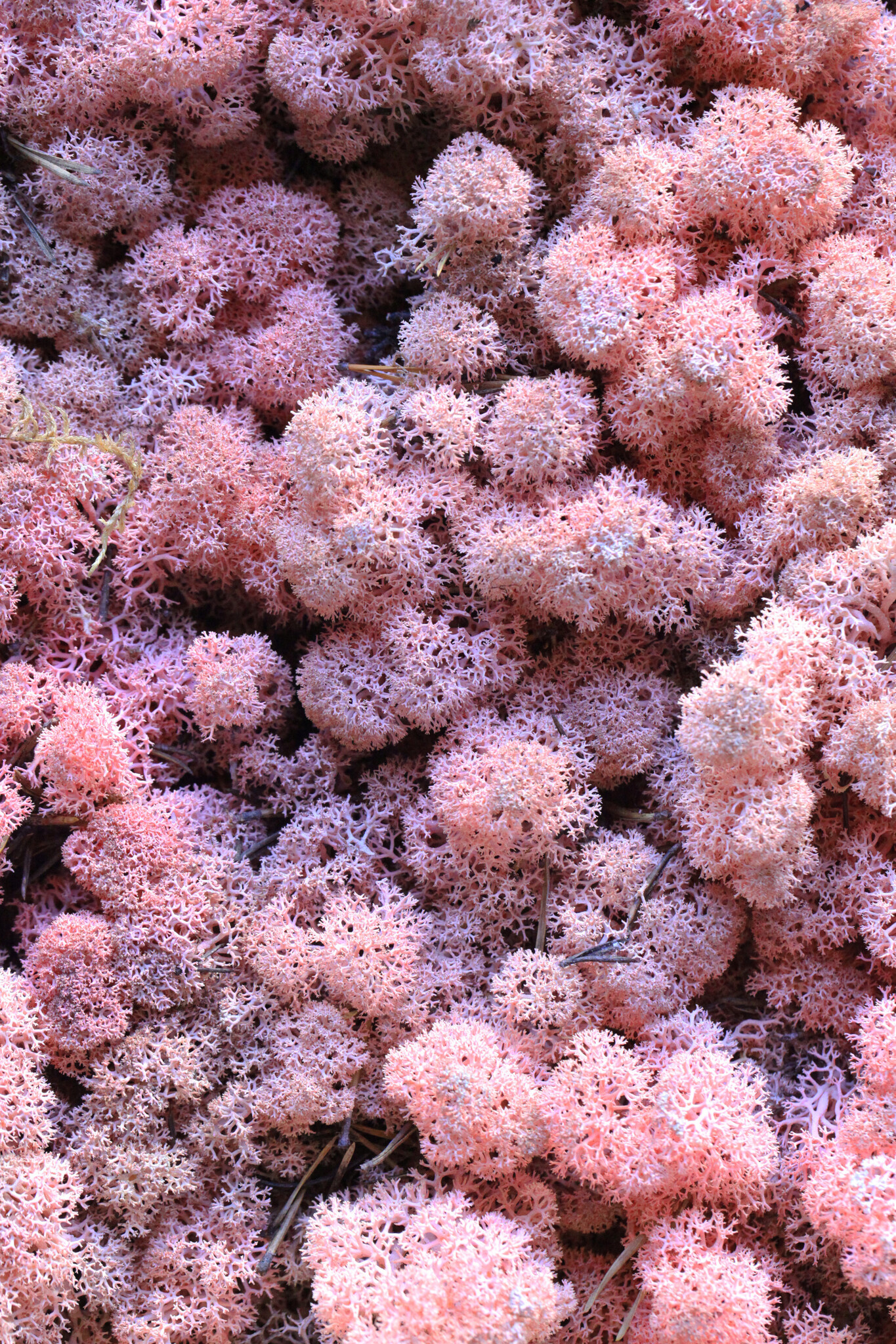 Moosprobe Rentiermoos Rozea