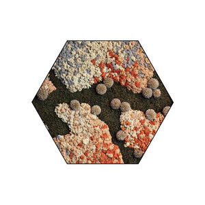 Sechseckiges Moosbild Lavi