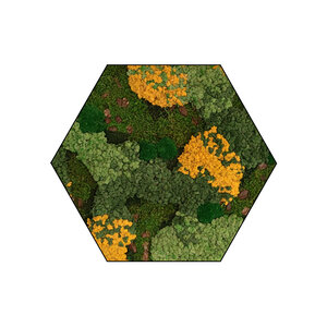 Sechseckiges Moosbild Gobi