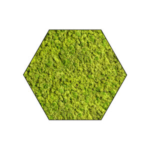 Sechseckiges Moosbild Apricis