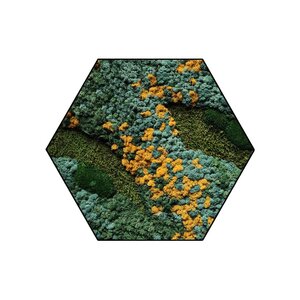 Sechseckiges Moosbild Cascata