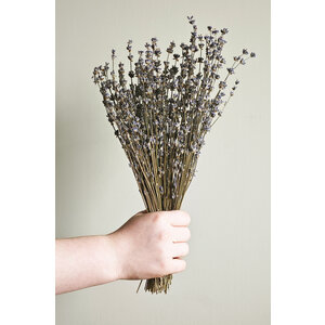 Getrockneter Lavendel natur