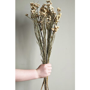 Trockenblumen Statice Sinuata  weiss