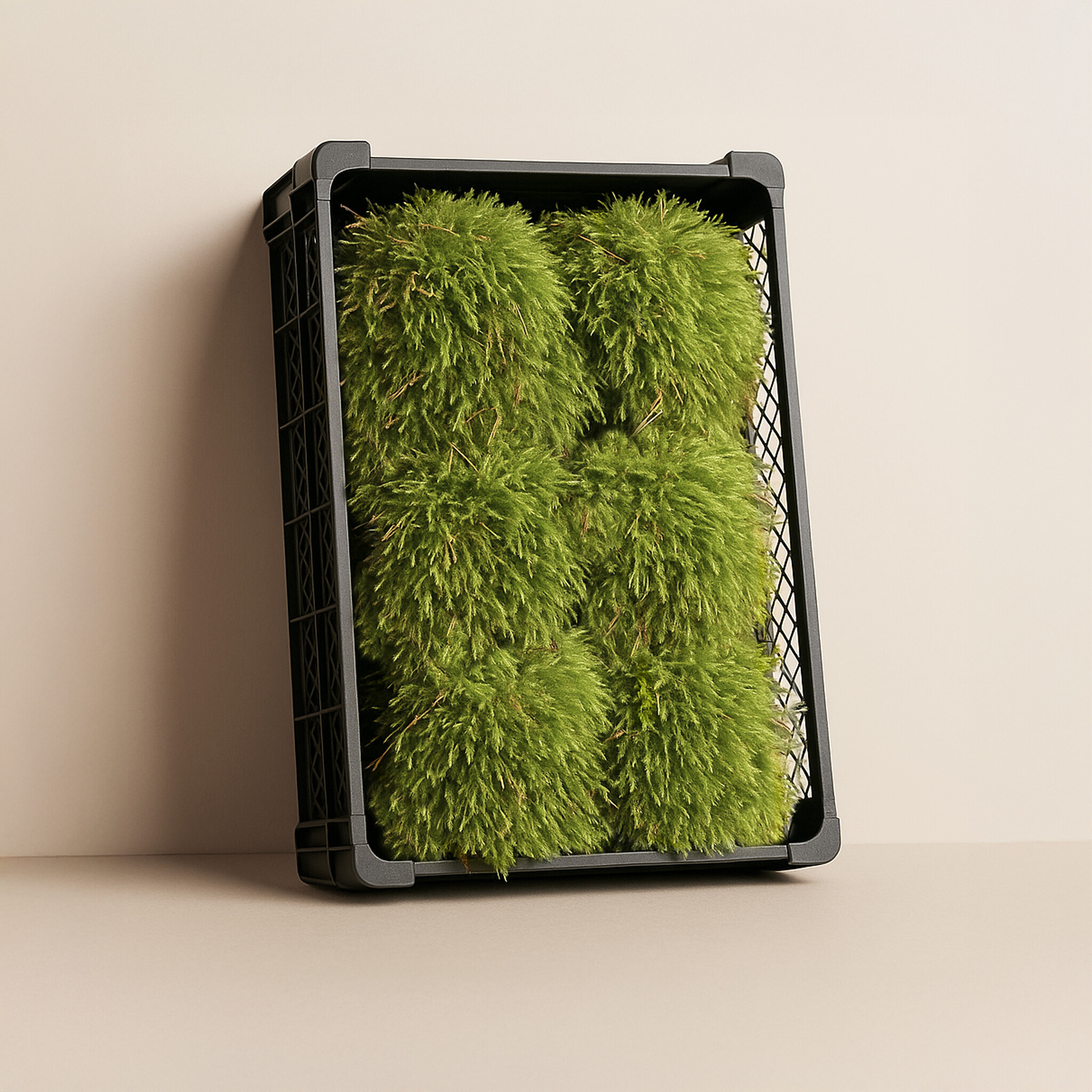 Moswens Sternmoos unbehandelt | Das günstigste auf dem Markt