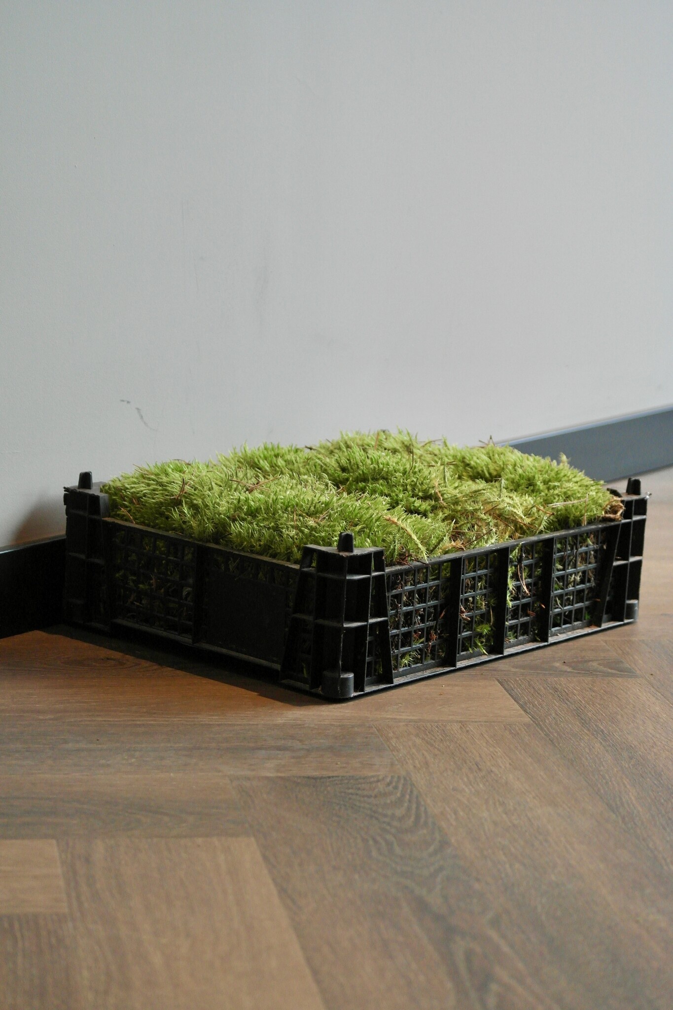 Moswens Sternmoos unbehandelt | Das günstigste auf dem Markt