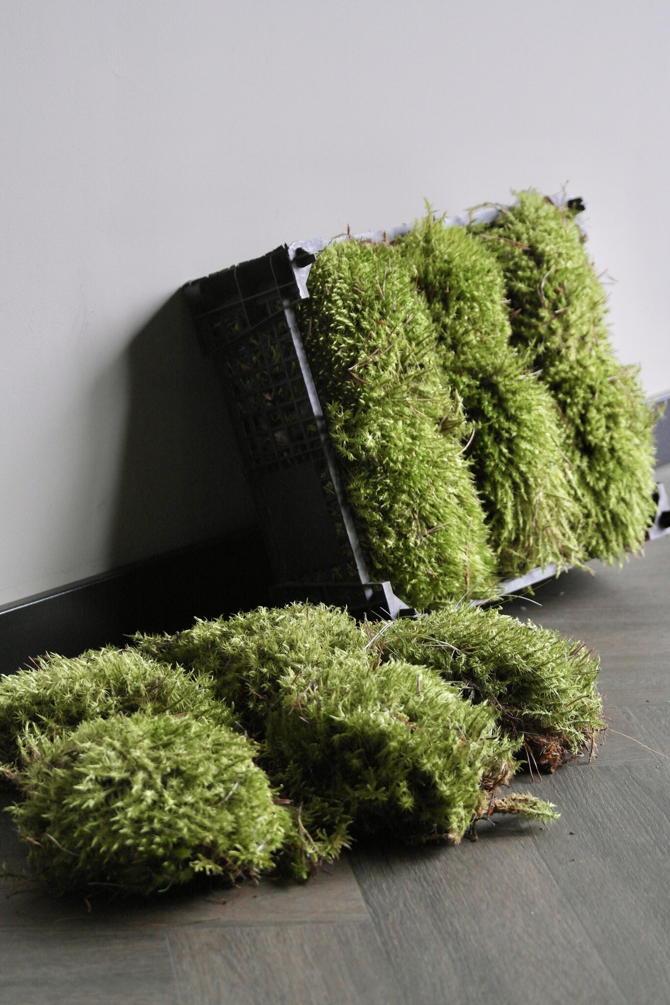 Moswens Sternmoos unbehandelt | Das günstigste auf dem Markt