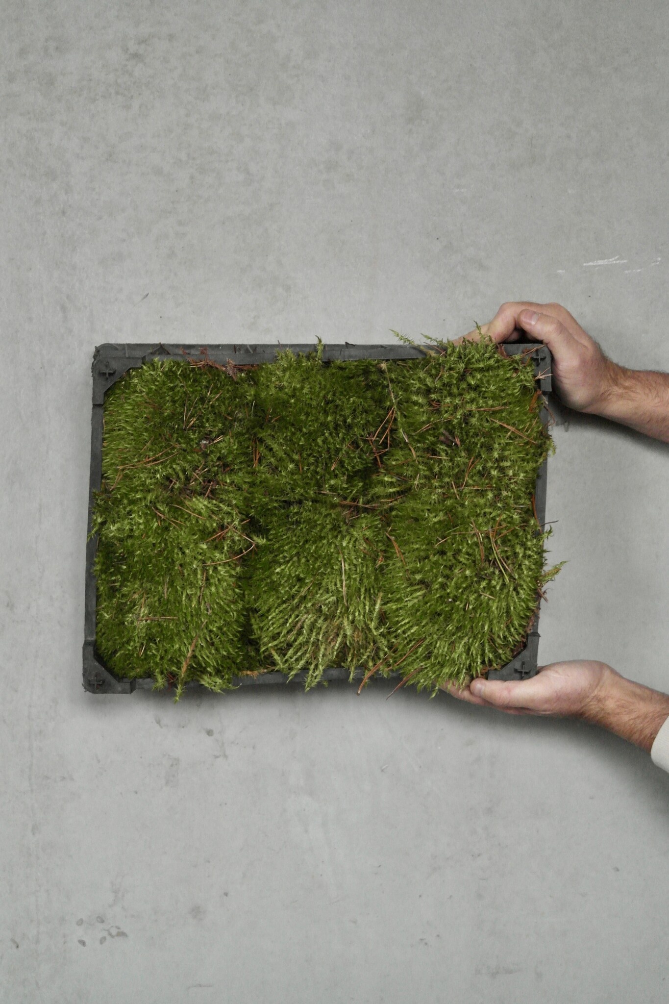 Moswens Sternmoos unbehandelt | Das günstigste auf dem Markt