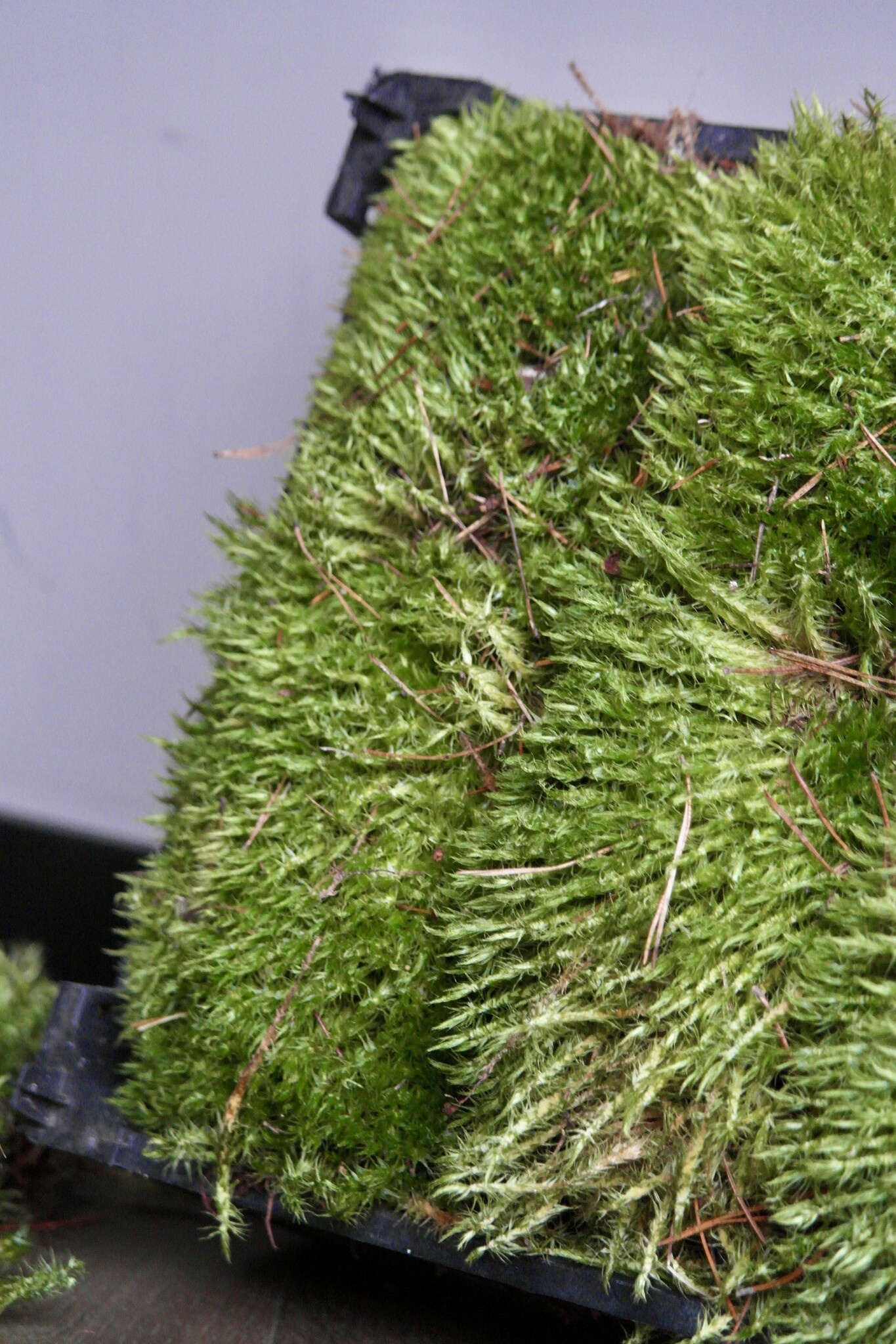 Moswens Sternmoos unbehandelt | Das günstigste auf dem Markt