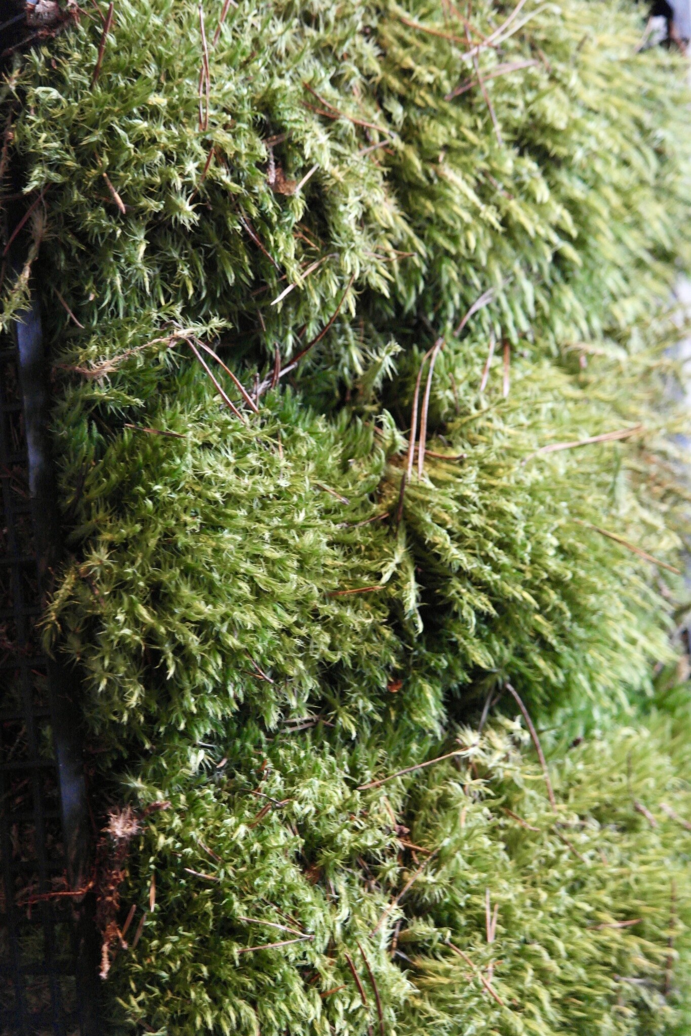 Moswens Sternmoos unbehandelt | Das günstigste auf dem Markt