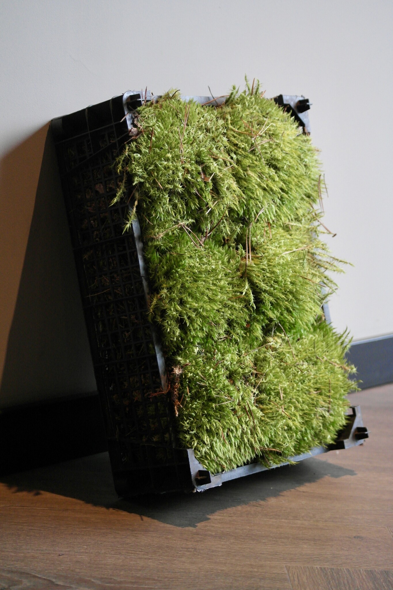 Moswens Sternmoos unbehandelt | Das günstigste auf dem Markt