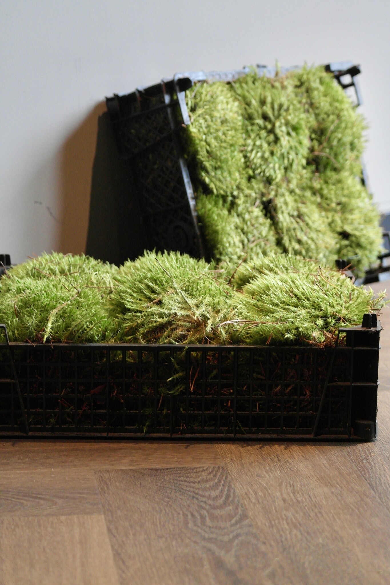 Moswens Sternmoos unbehandelt | Das günstigste auf dem Markt