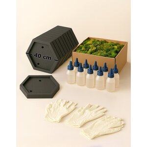 DIY Moosbild Set für 10 Personen – Hexagon 40 cm – ECO moos