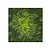 Moswens Quadratisches Moosbild Splash