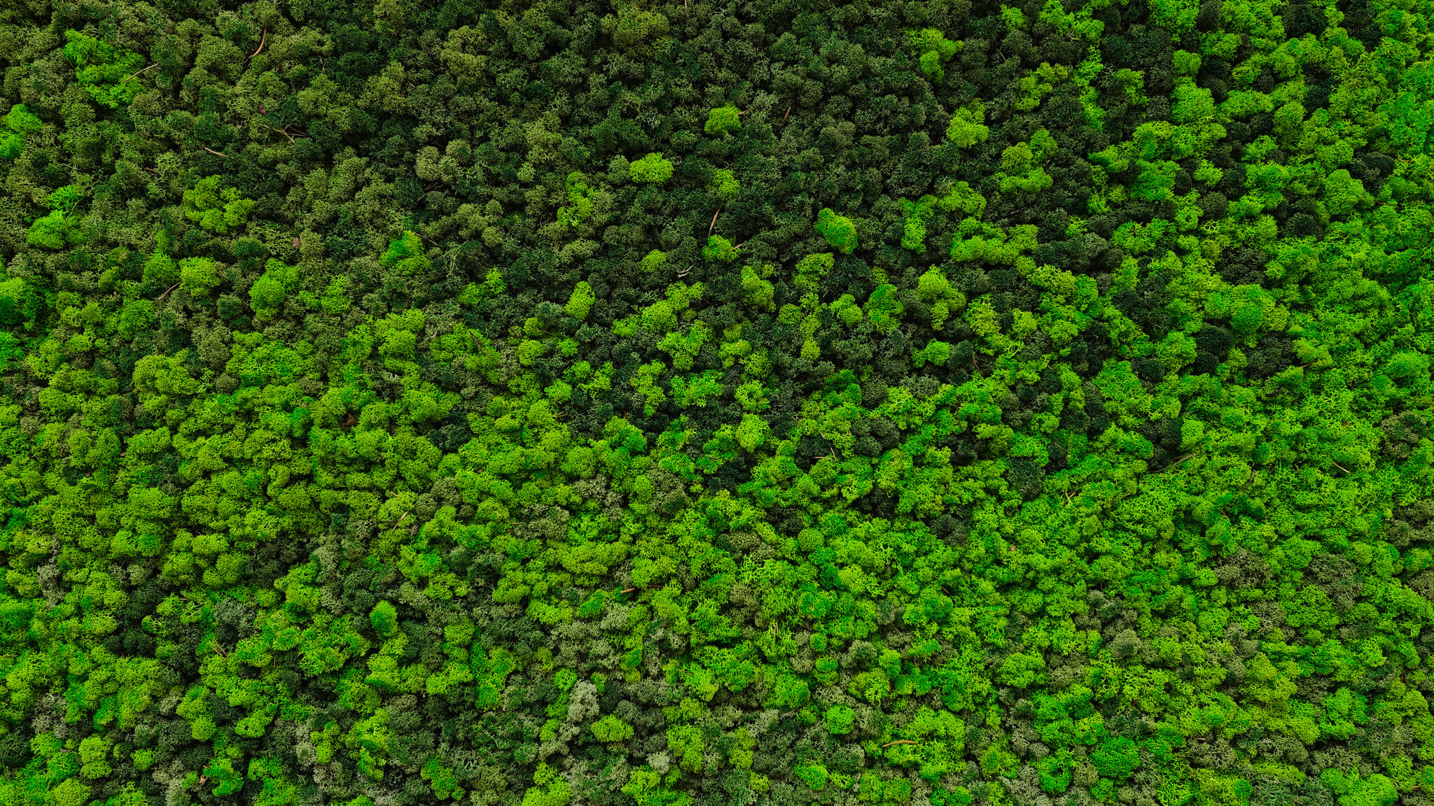 Moswens Rechteckiges Moosbild Loran