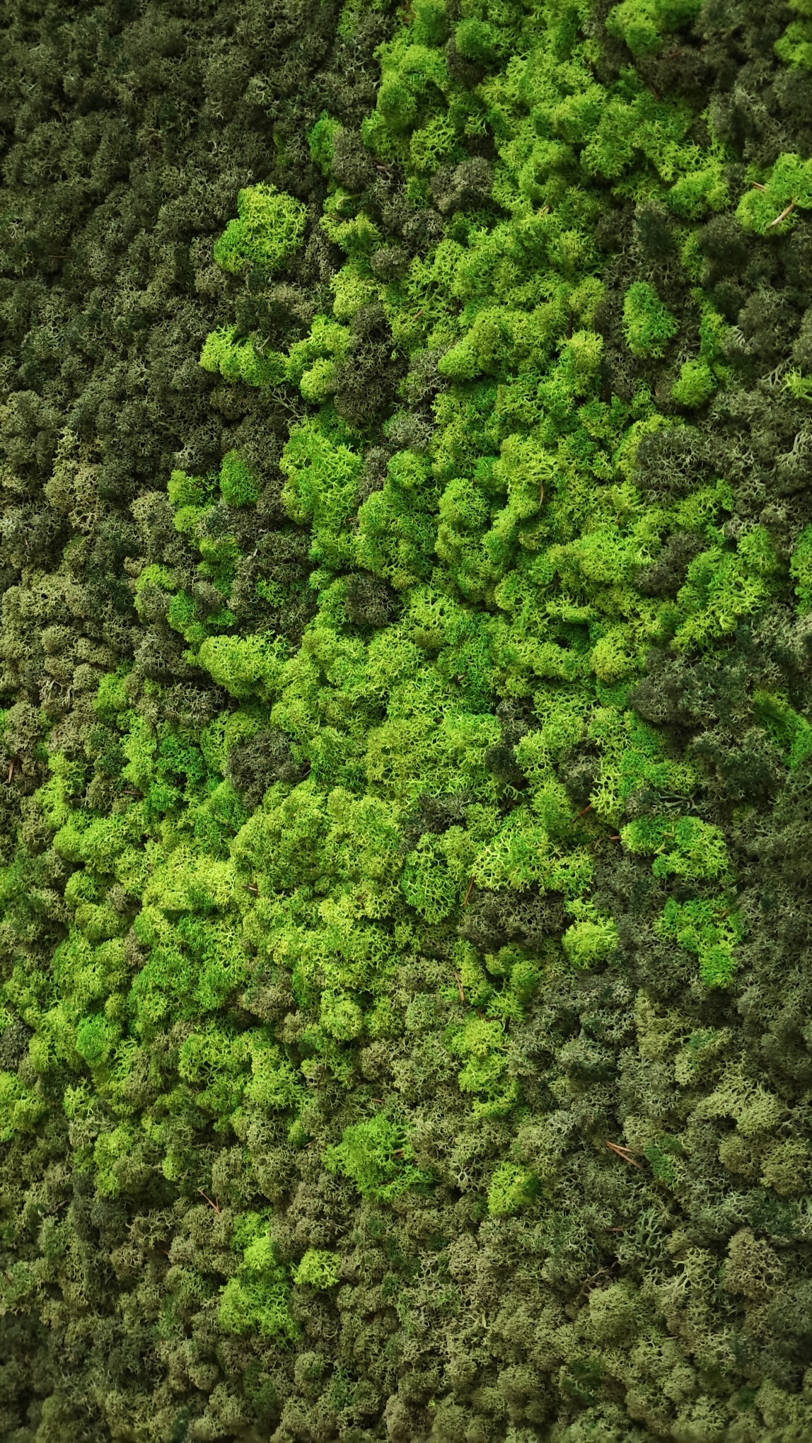 Moswens Rechteckiges Moosbild Loran