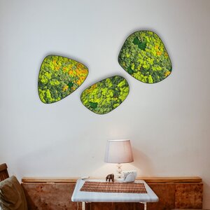 Moosdots-Set Moosbild Sundara