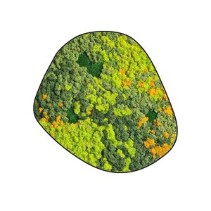 Moosdots Cinco Moosbild Sundara