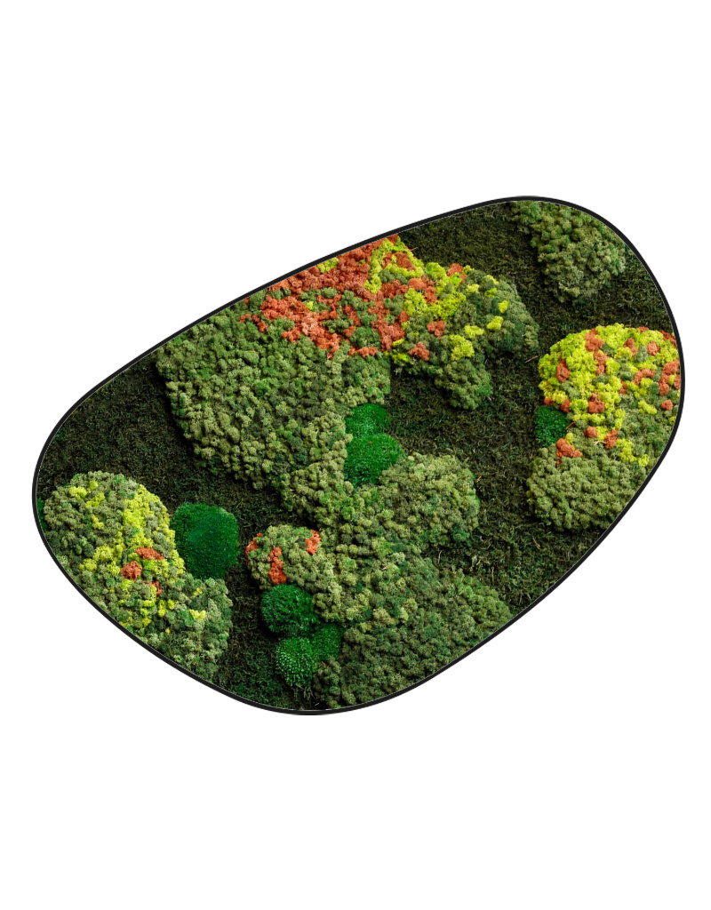 Moswens Moosdots Cuatro Moosbild Kaisa