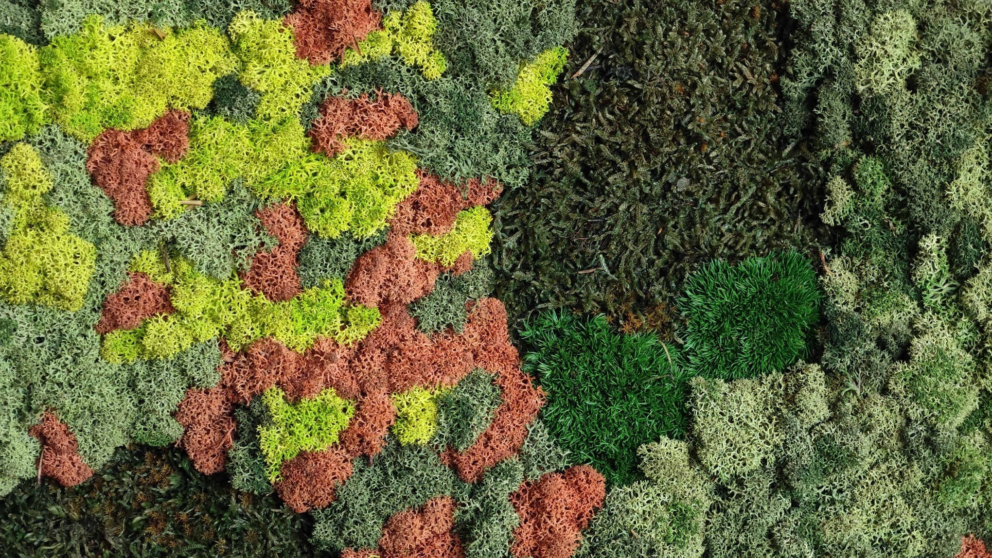 Moswens Moosdots Cuatro Moosbild Kaisa