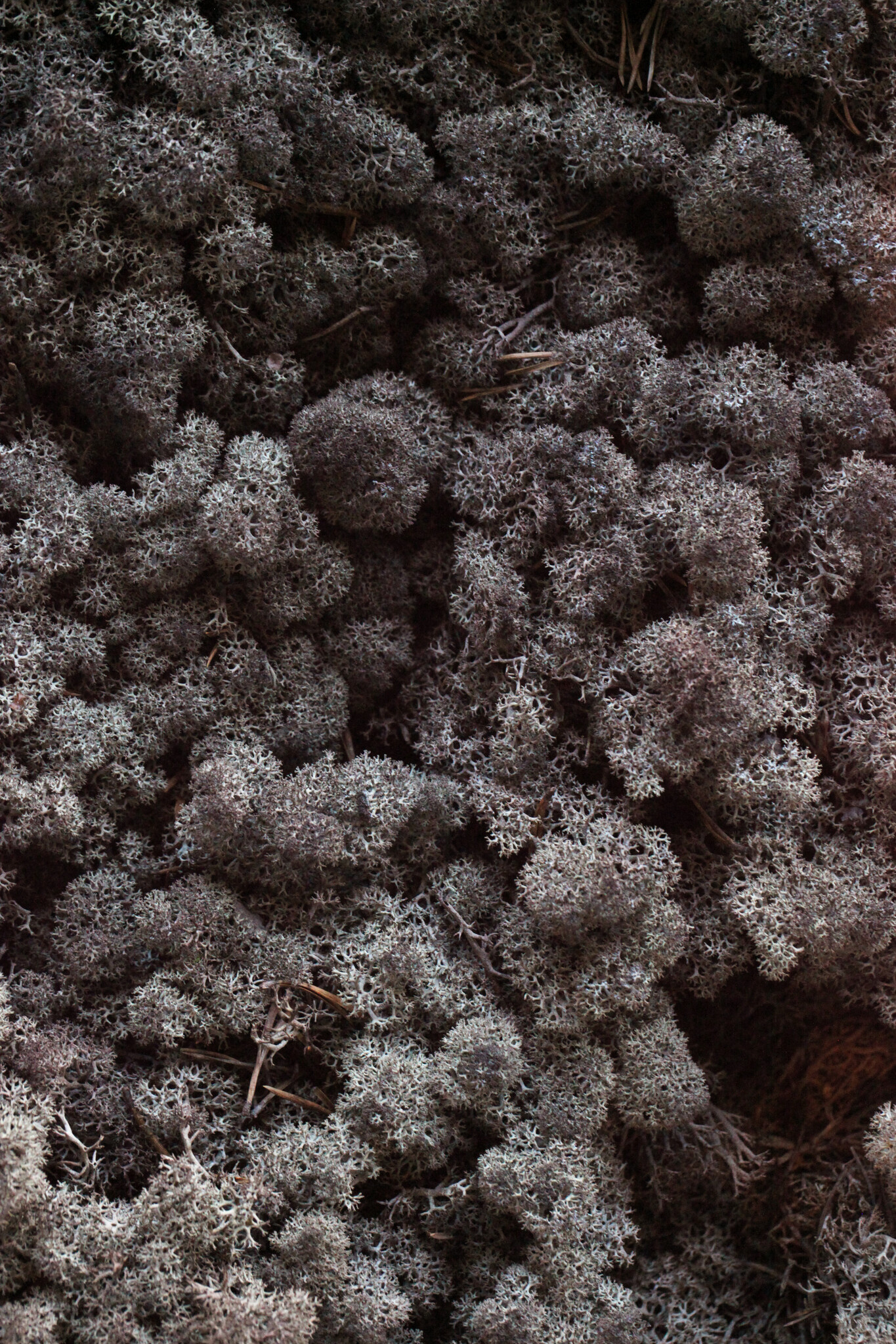 Moswens Moosbild Biwa