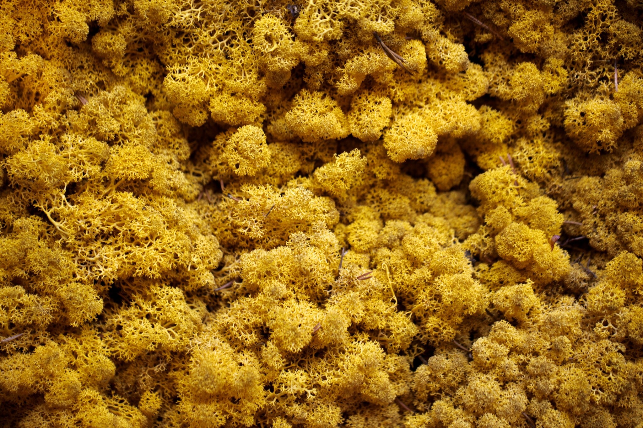 Moswens Moosbild Glenor