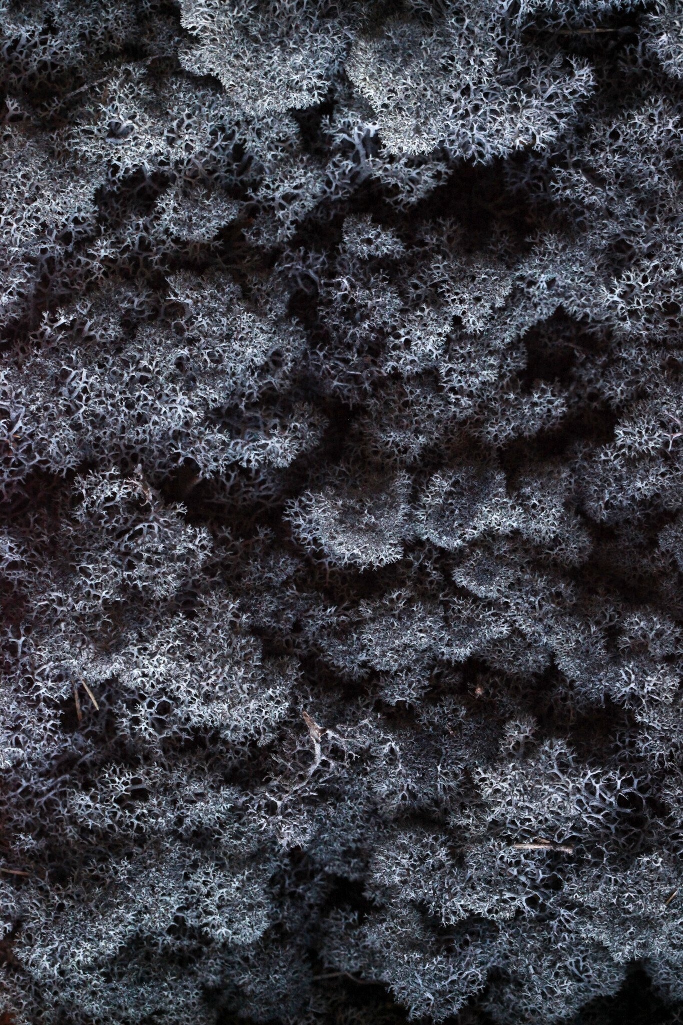 Moswens Moosbild Glenor