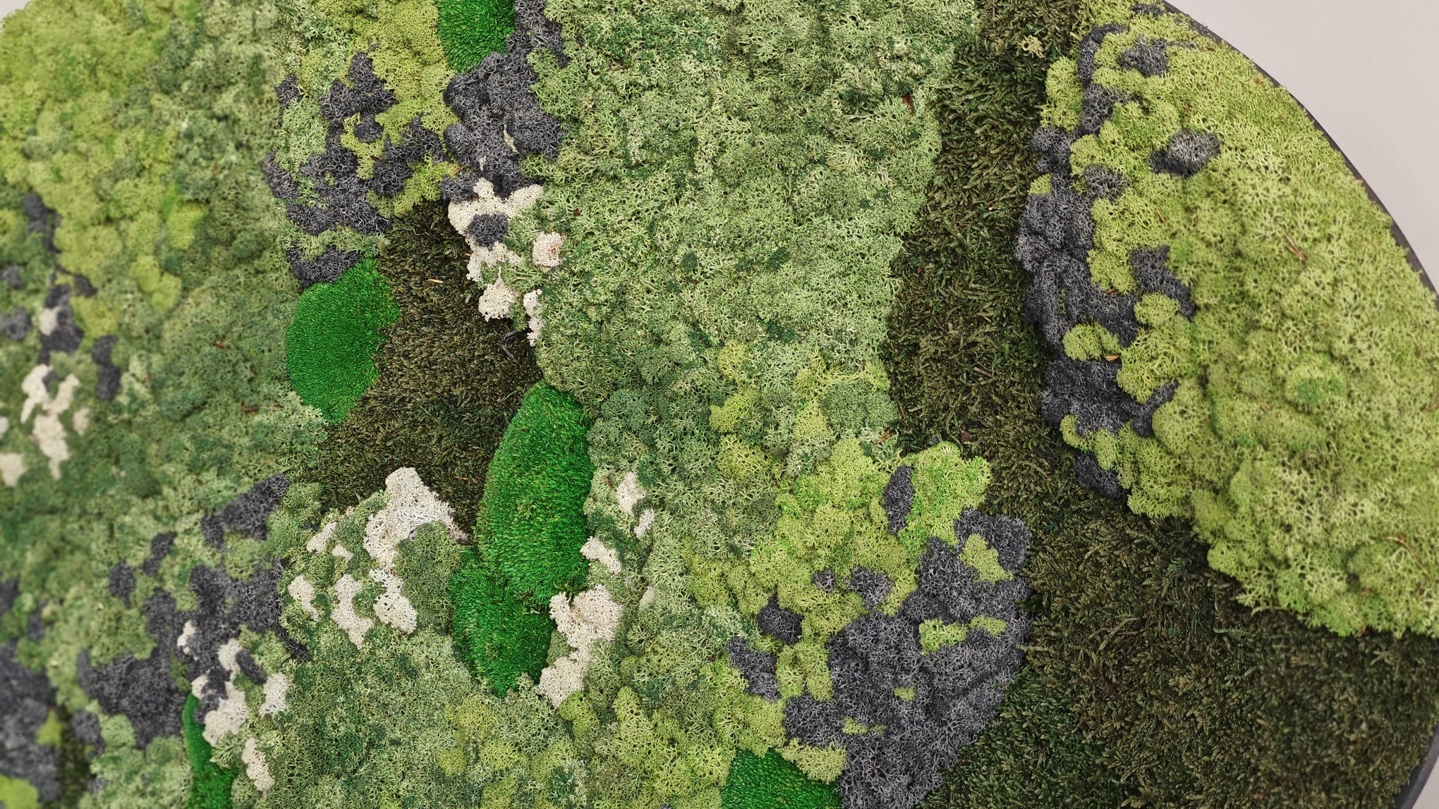 Moswens Moosdots Cinco Moosbild Taurus