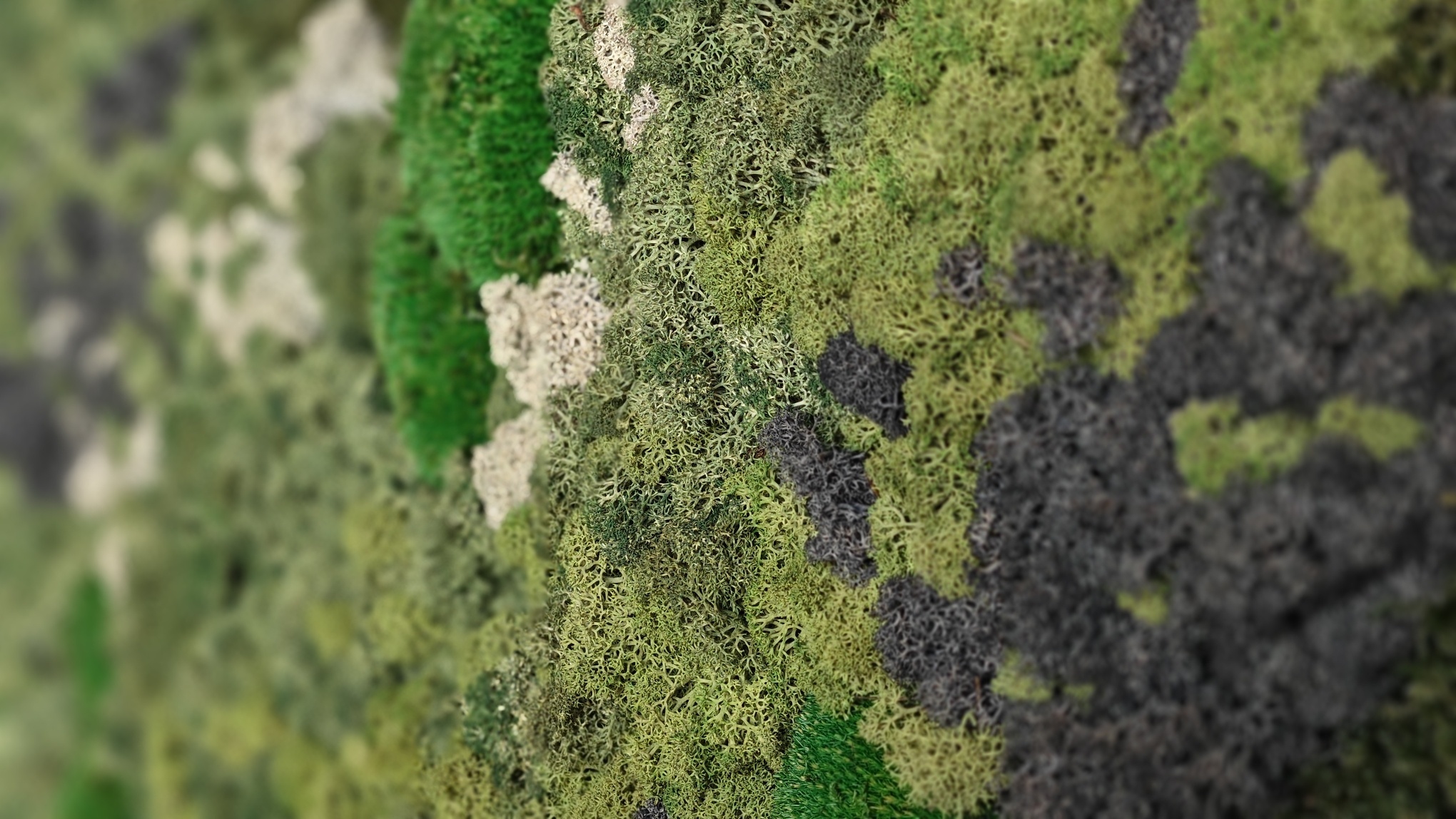 Moswens Moosdots Cinco Moosbild Taurus