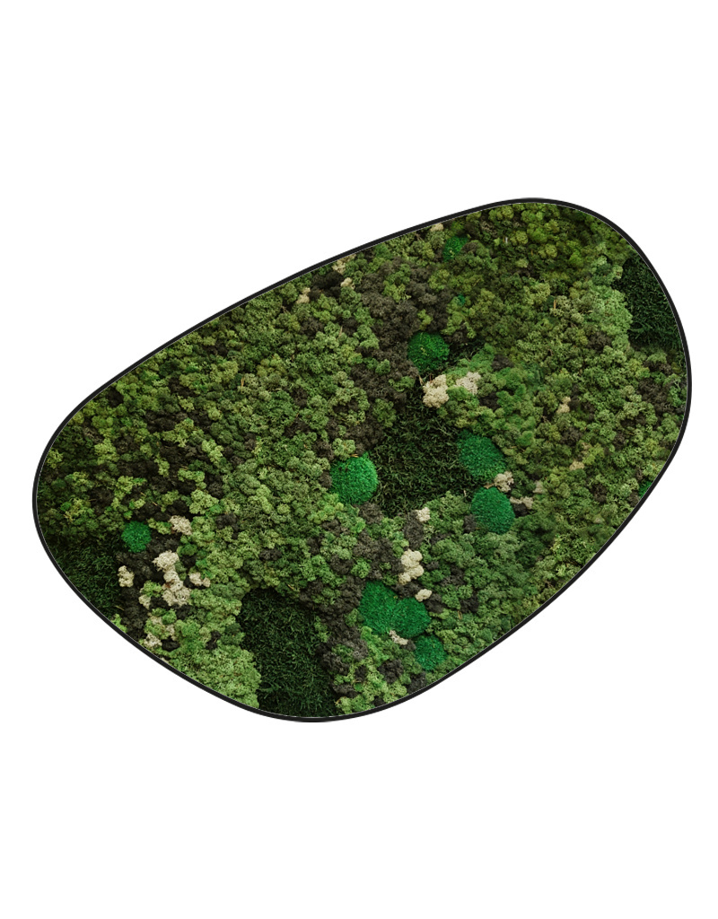 Moswens Moosdots Cuatro Moosbild Taurus