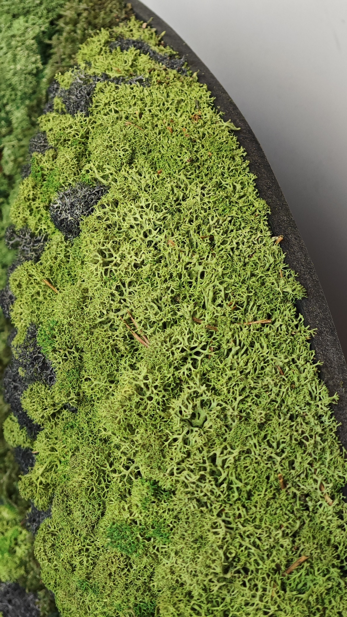 Moswens Moosdots Cuatro Moosbild Taurus