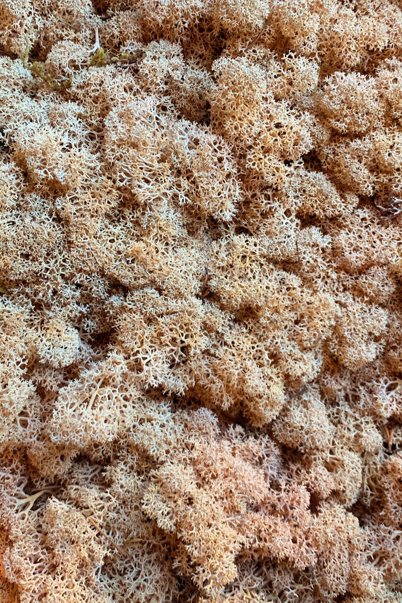 Moswens Moosbild Hana