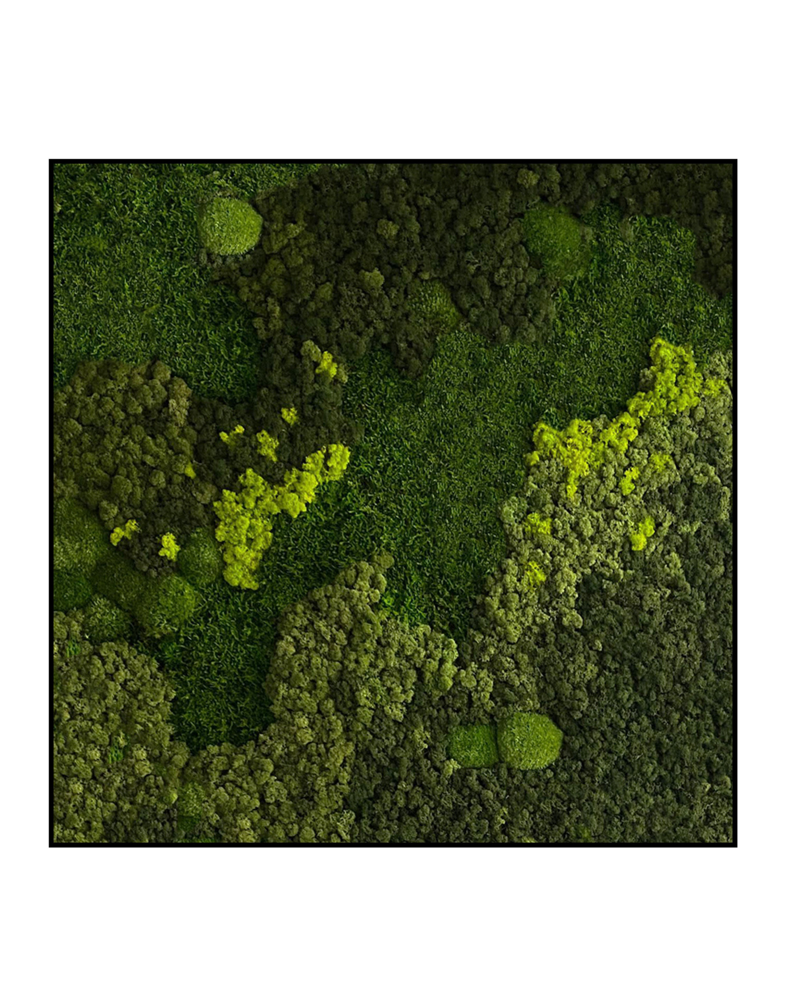 Moswens Quadratisches Moosbild Jellina