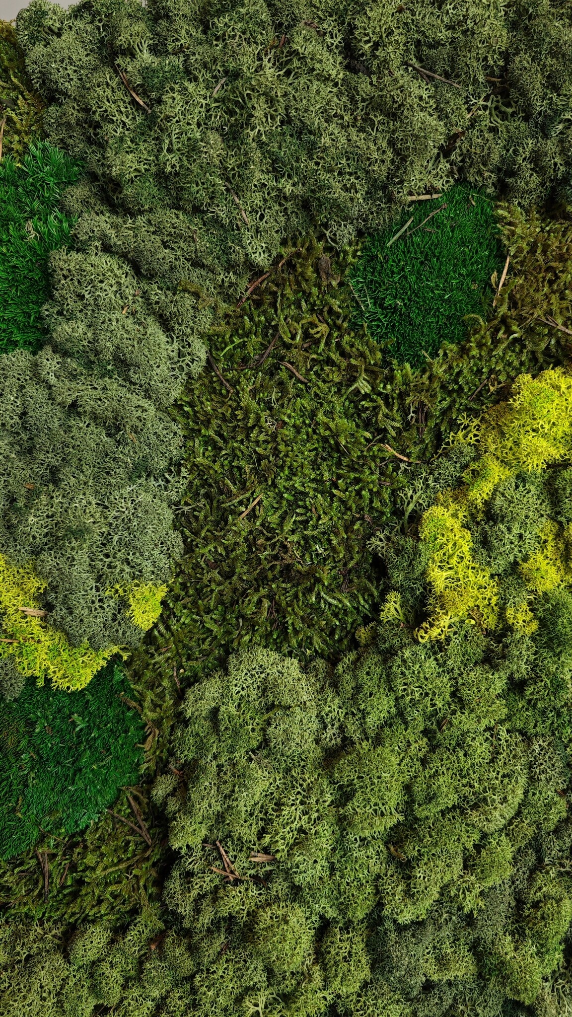 Moswens Quadratisches Moosbild Jellina