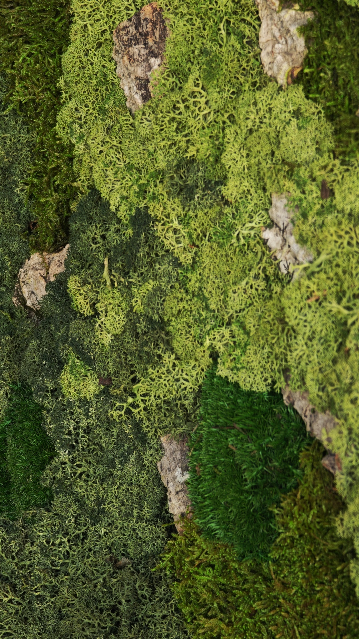 Moswens Rundes Moosbild Corky