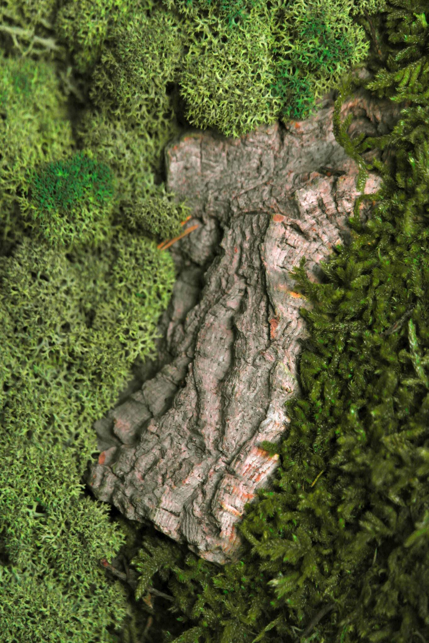 Moswens Rundes Moosbild Corky