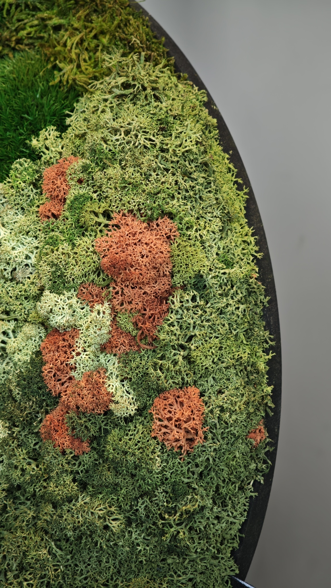 Moswens Rundes Moosbild Vienna