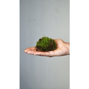 Terrarium Moos Leucobryum glaucum